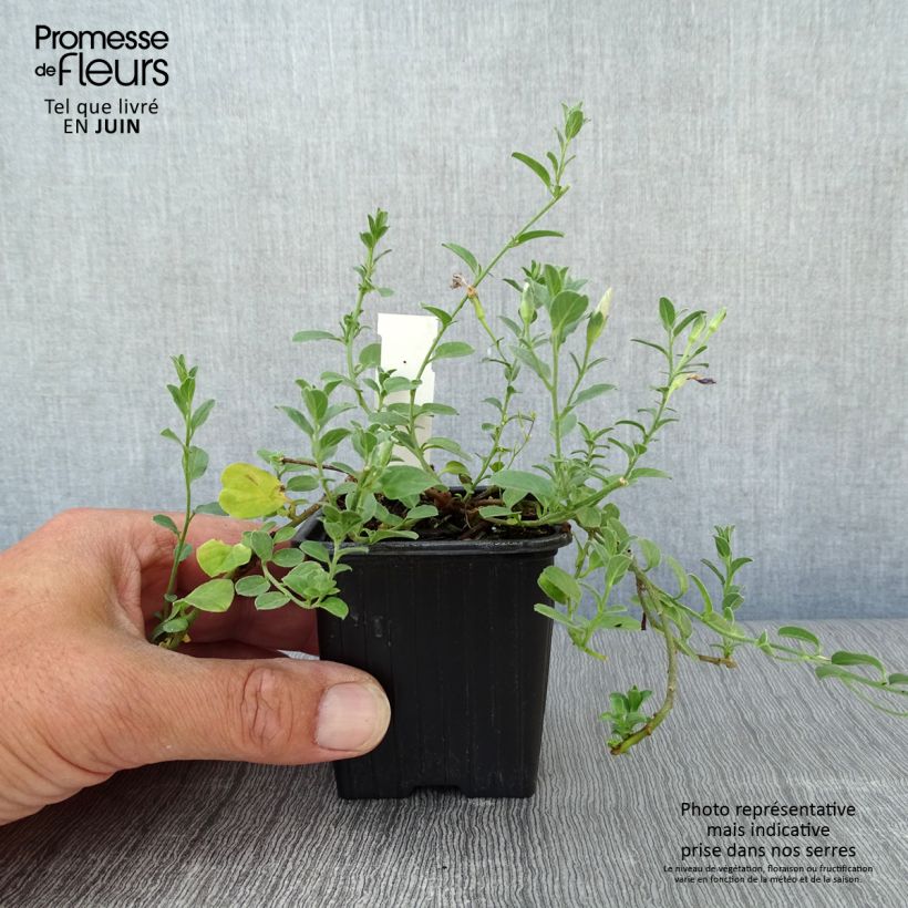 Exemplaar van Convolvulus sabatius - Winde Kweekpotje van 8/9 cm zoals geleverd in de zomer
