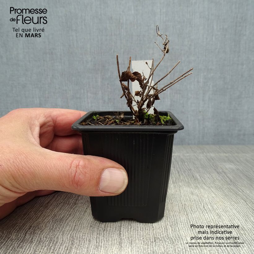 Example of Convolvulus sabatius - Winde Kweekpotje van 8/9 cm as you get in printemps