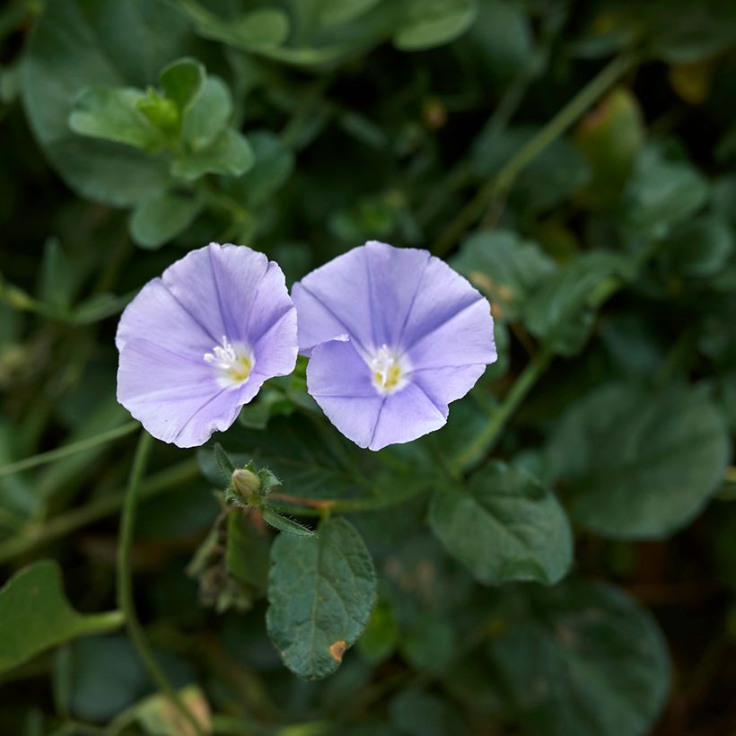 Convolvulus sabatius - Winde (Bloei)