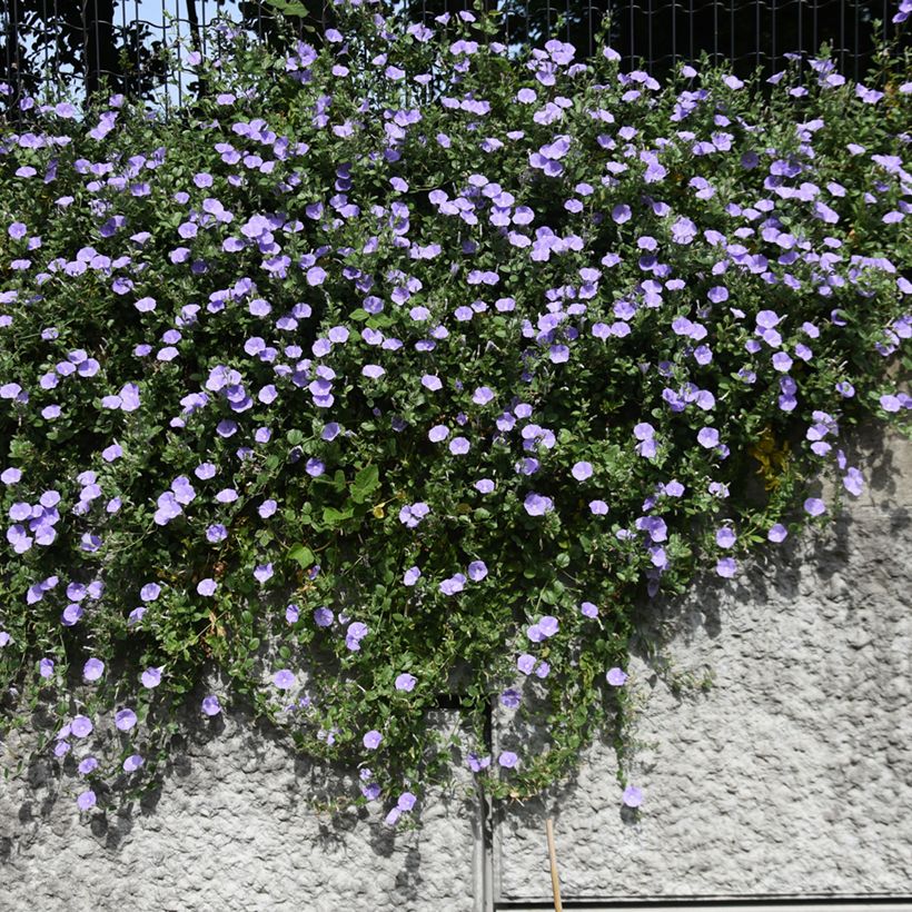 Convolvulus sabatius - Winde (Groeiplaats)