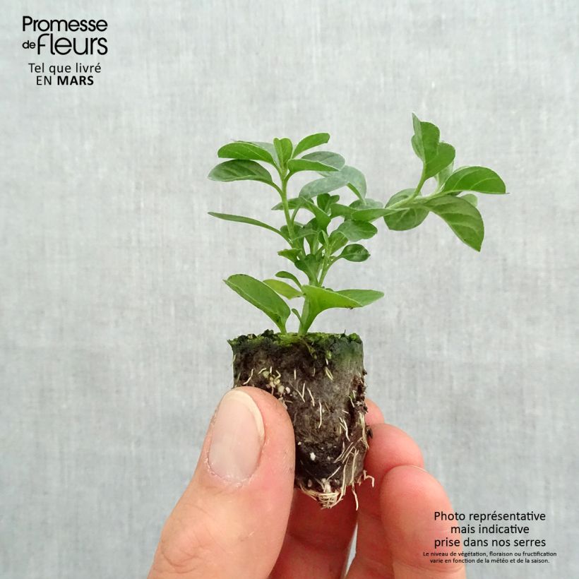 Exemplaar van Convolvulus sabatius Moroccan Beauty - Winde Mini-mot Ø 3/4 cm zoals geleverd in de lente