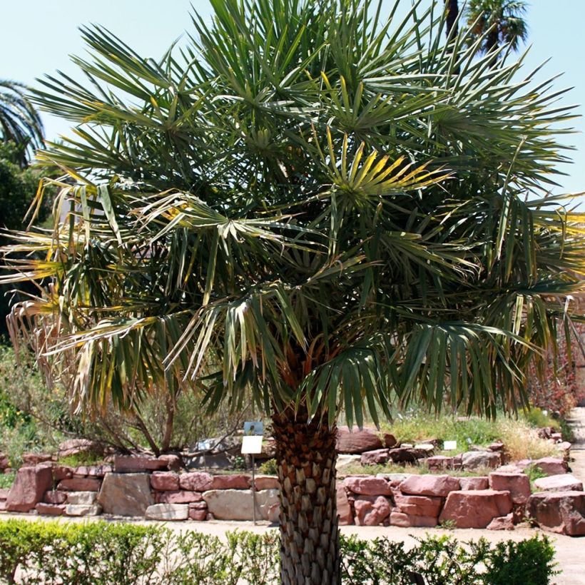 Copernicia alba - Argentijnse palm (Groeiplaats)