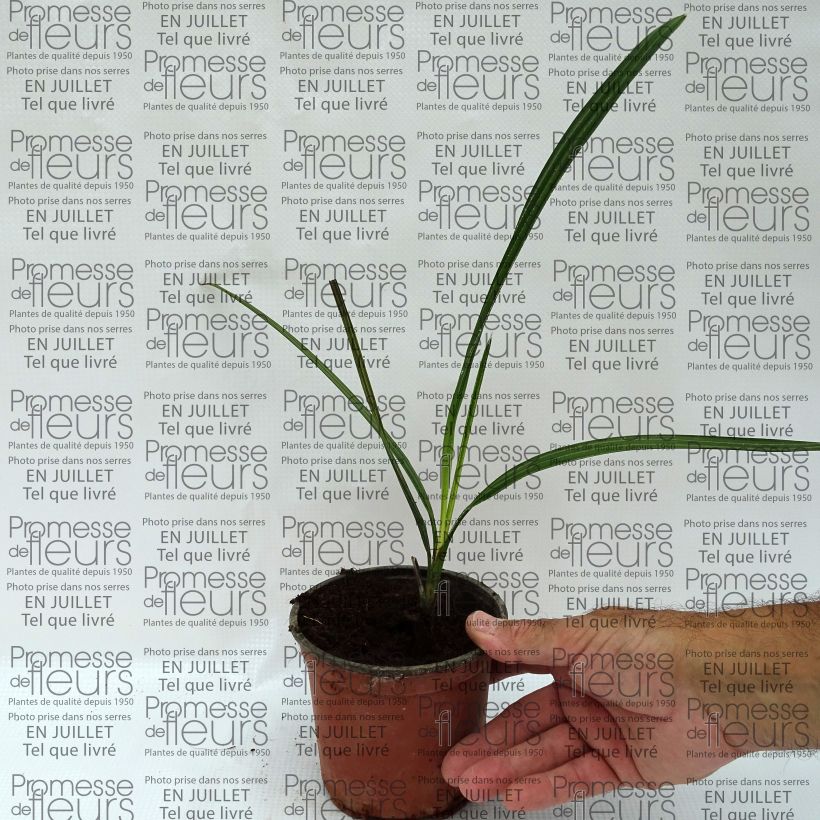 Exemplaar van Copernicia alba - Argentijnse palm Pot van 12 cm / 13 cm zoals geleverd in de zomer