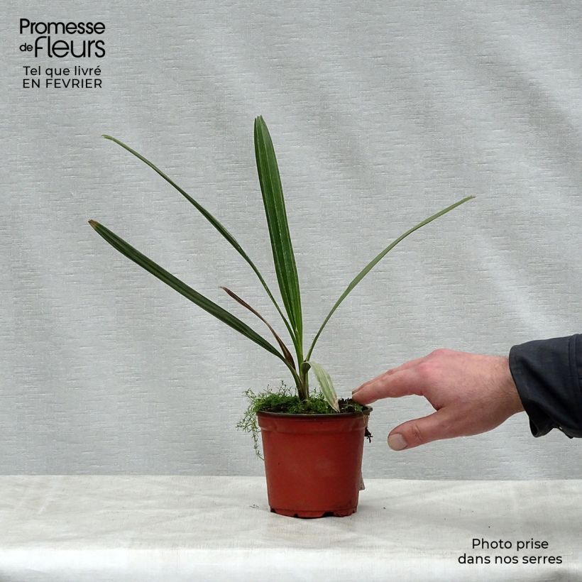 Exemplaar van Copernicia alba - Argentijnse palm Pot van 12 cm / 13 cm zoals geleverd in de winter
