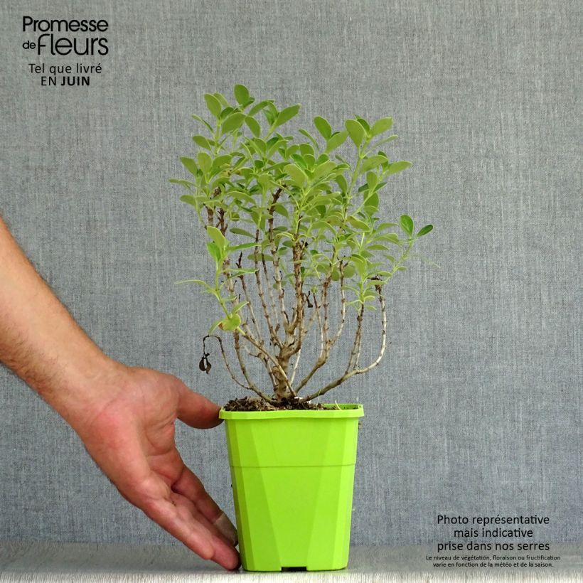 Exemplaar van Coprosma Mini Mac - Spiegelplant Pot van 3 l/4 l zoals geleverd in de zomer