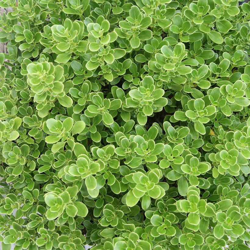 Coprosma Mini Mac - Spiegelplant (Blad)