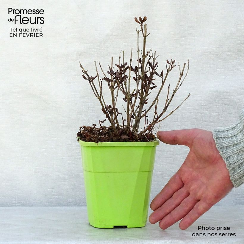 Example of Coprosma Pacific Night - Spiegelplant Pot van 1 l/1,5 l as you get in hiver