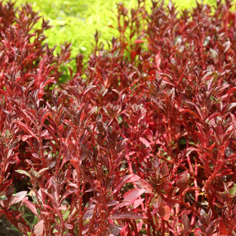 Coprosma Pacific Sunset - Spiegelplant (Blad)