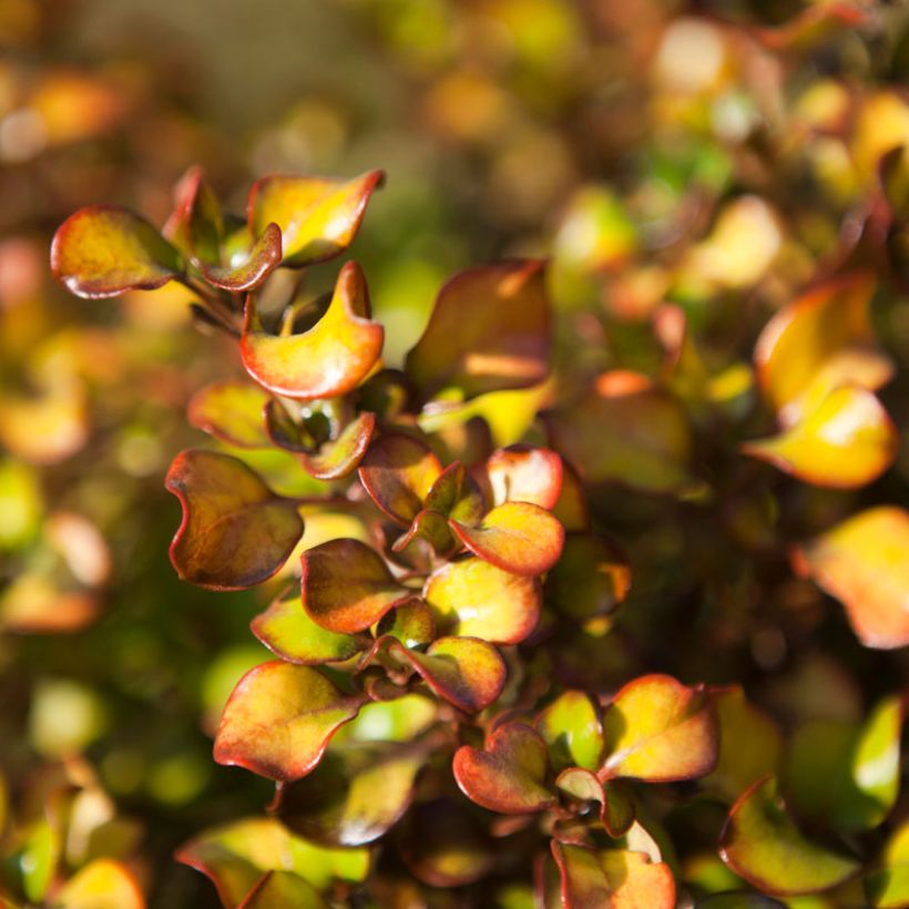 Coprosma Pina Colada - Spiegelplant (Blad)
