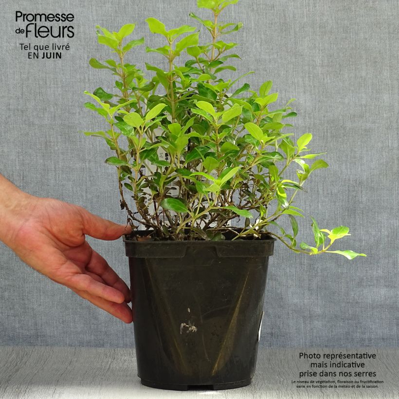 Exemplaar van Coprosma Pina Colada - Spiegelplant Pot van 3 l/4 l zoals geleverd in de zomer