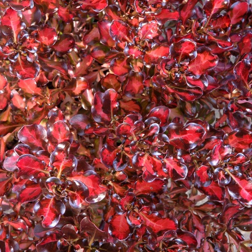 Coprosma Pacific Sunset - Spiegelplant (Blad)