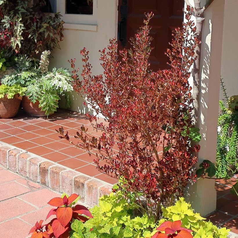 Coprosma Pacific Sunset - Spiegelplant (Groeiplaats)