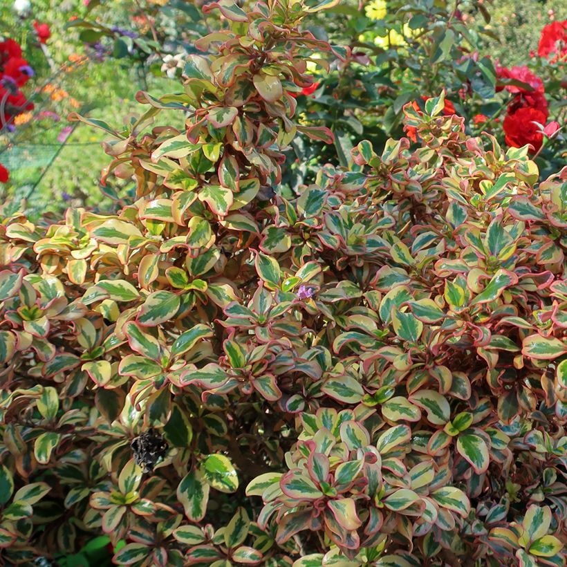 Coprosma repens Pink Splendor - Spiegelplant (Blad)