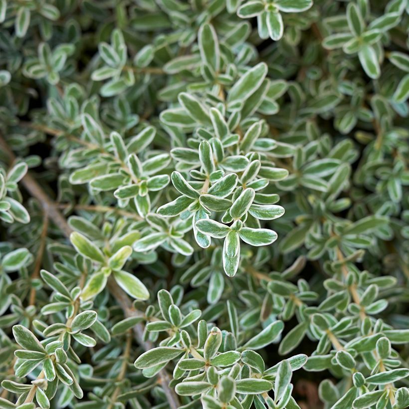 Coprosma Variegata - Spiegelplant (Blad)