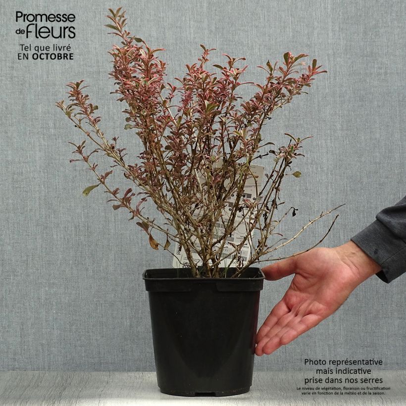 Exemplaar van Coprosma Fire Burst - Spiegelplant Pot van 3 l/4 l zoals geleverd in de herfst