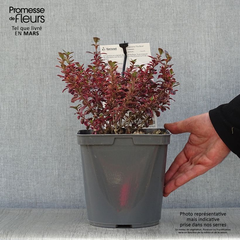 Exemplaar van Coprosma Fire Burst - Spiegelplant Pot van 3 l/4 l zoals geleverd in de lente