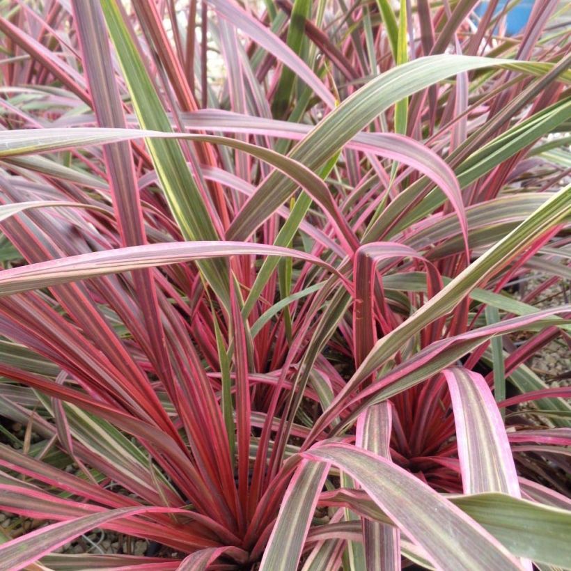 Cordyline Can Can - Koolpalm (Groeiplaats)