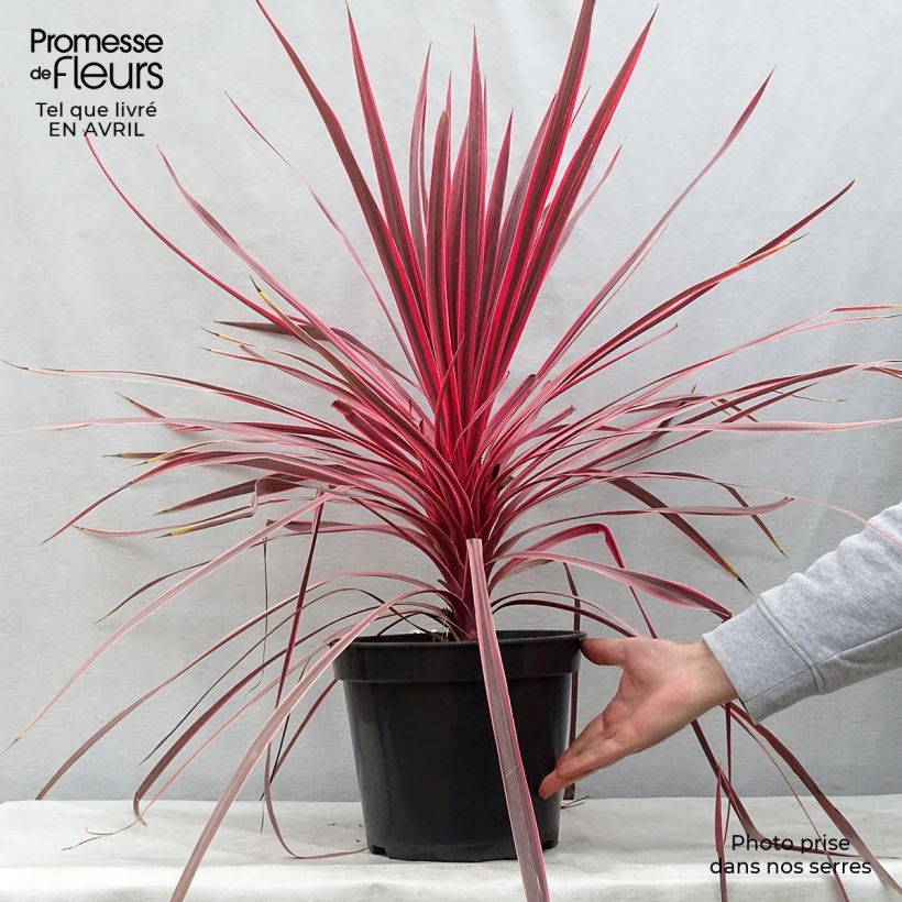 Exemplaar van Cordyline Charlie Boy - Koolpalm Pot van 4 l/5 l zoals geleverd in de lente