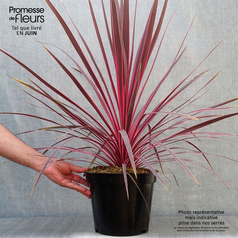 Exemplaar van Cordyline Charlie Boy - Koolpalm Pot van 4 l/5 l zoals geleverd in de zomer