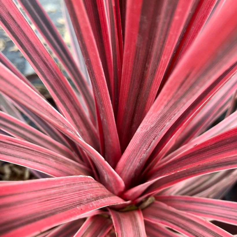 Cordyline Charlie Boy - Koolpalm (Blad)