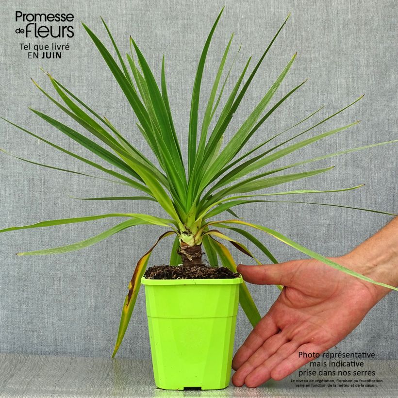 Exemplaar van Cordyline Ti Tawhiti - Koolpalm Pot van 1 l/1,5 l zoals geleverd in de zomer