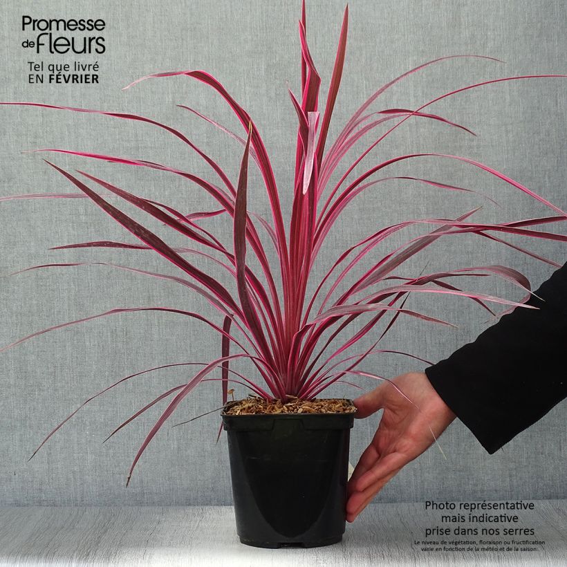 Exemplaar van Cordyline australis Cherry Sensation - Koolpalm Pot van 2 l/3 l zoals geleverd in de herfst