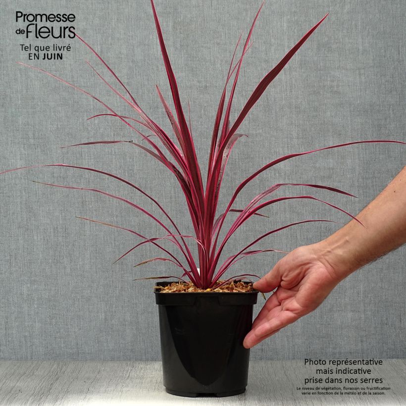 Exemplaar van Cordyline australis Cherry Sensation - Koolpalm Pot van 2 l/3 l zoals geleverd in de zomer
