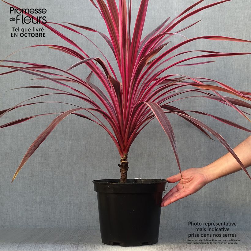 Exemplaar van Cordyline australis Cherry Sensation - Koolpalm Pot van 6 l/7 l zoals geleverd in de herfst