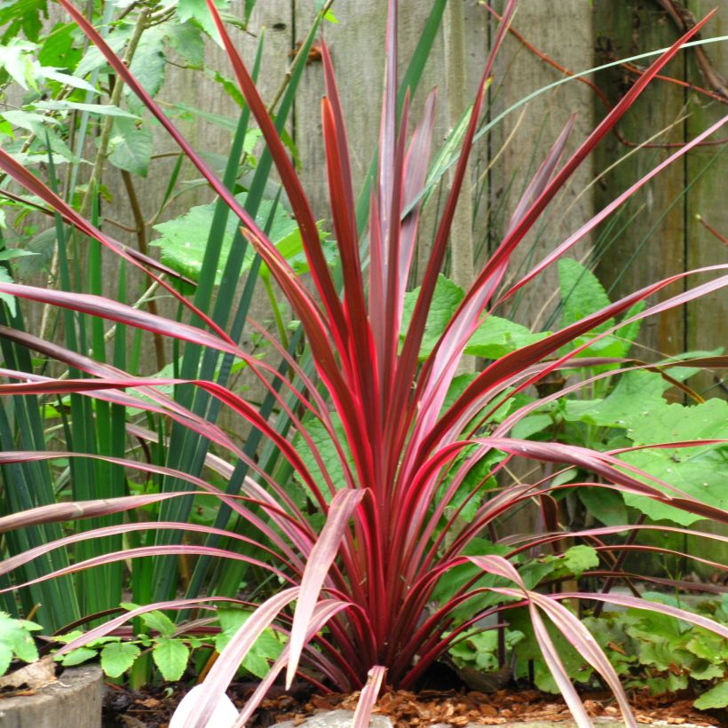 Cordyline australis Cherry Sensation - Koolpalm (Plant habit)