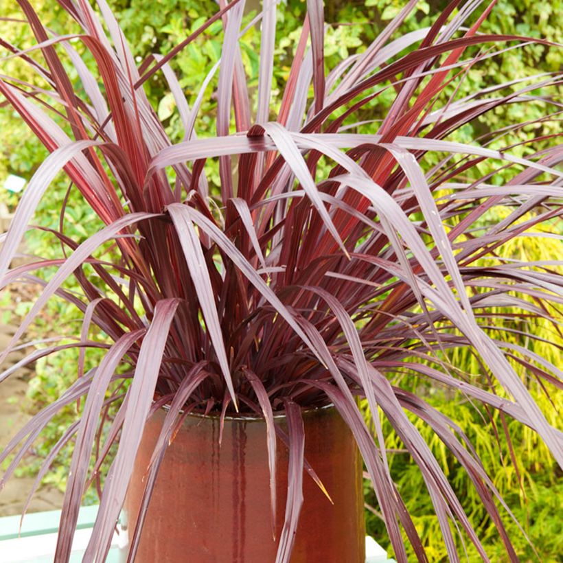 Cordyline australis Design a Line Burgundy - Koolpalm (Groeiplaats)