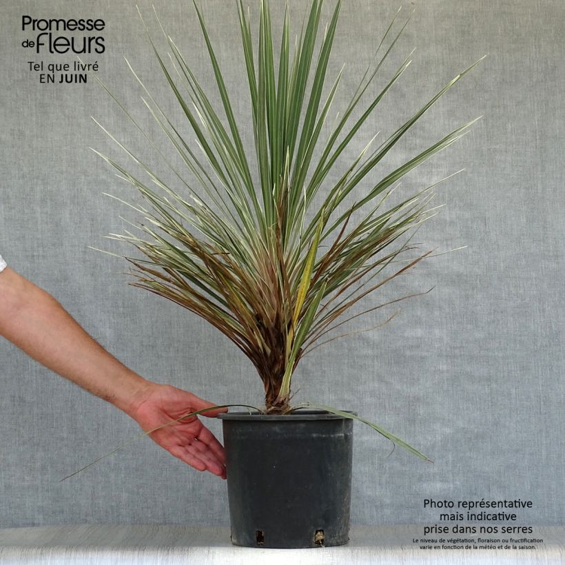 Exemplaar van Cordyline australis Pink Champagne - Koolpalm Pot van 3 l/4 l zoals geleverd in de zomer