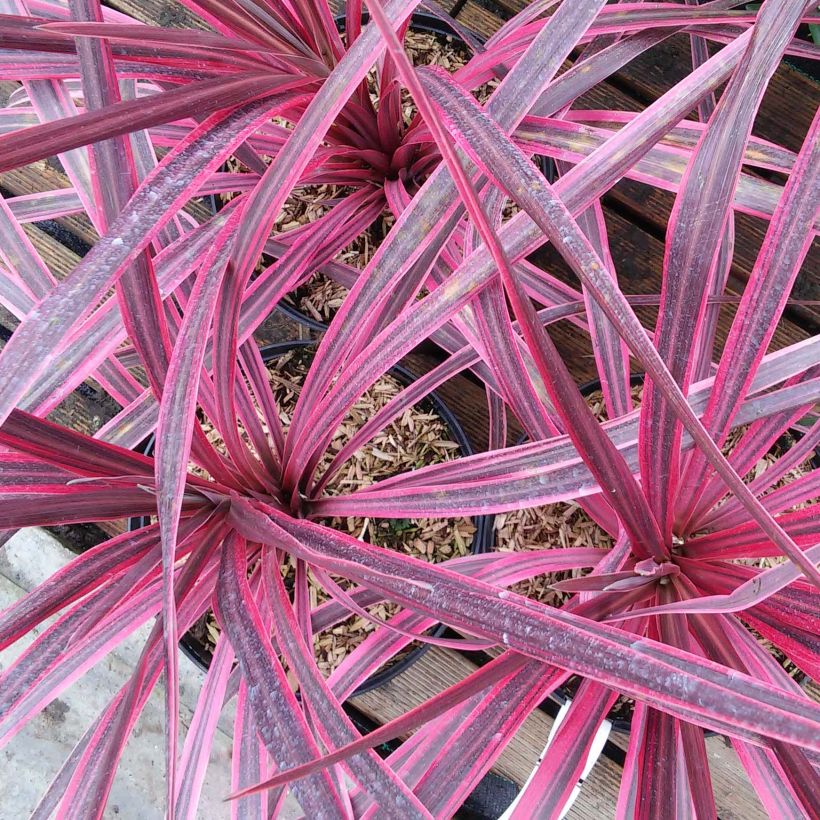 Cordyline australis Pink Passion - Koolpalm (Bloei)