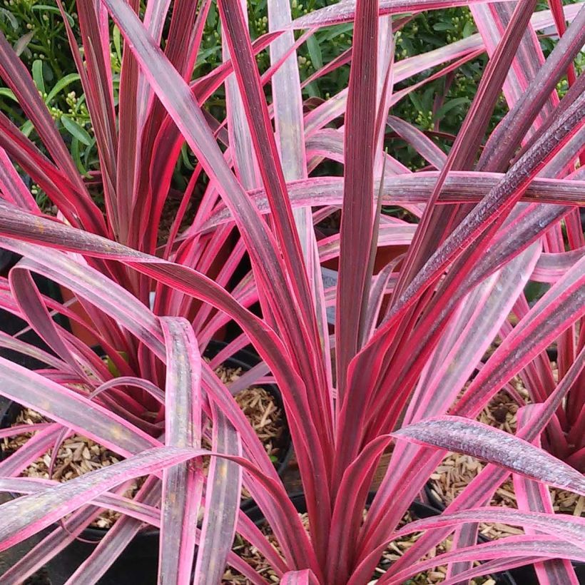 Cordyline australis Pink Passion - Koolpalm (Blad)