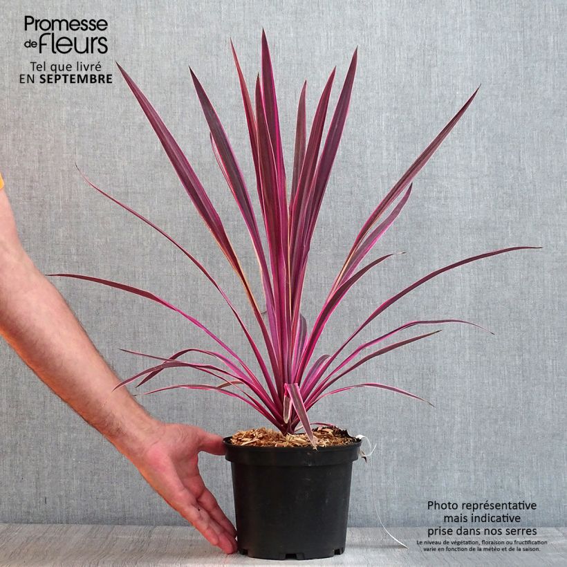 Exemplaar van Cordyline australis Pink Passion - Koolpalm Pot van 2 l/3 l zoals geleverd in de zomer