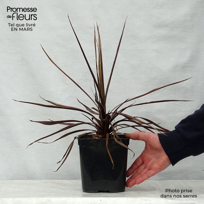 Example of Cordyline australis Red Star - Koolpalm Pot van 2 l/3 l as you get in printemps