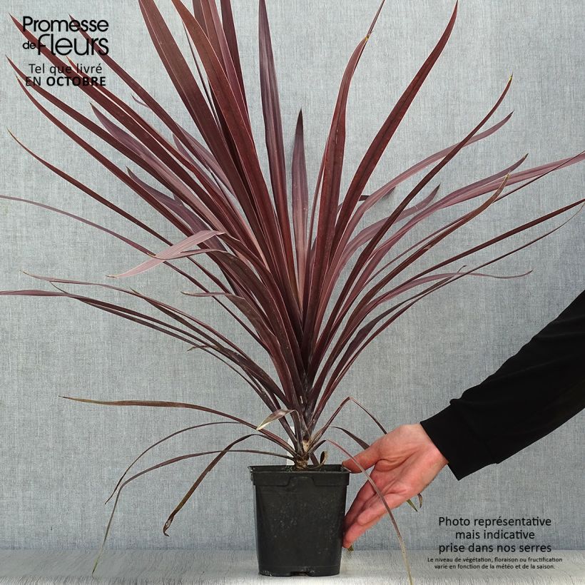Exemplaar van Cordyline australis Red Star - Koolpalm Pot van 2 l/3 l zoals geleverd in de herfst