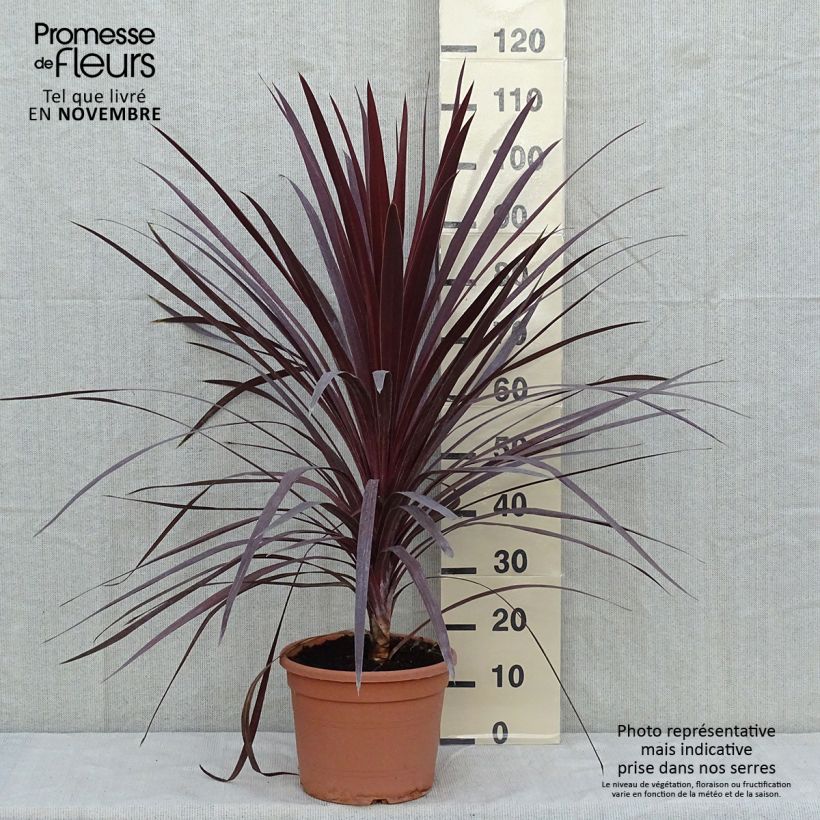 Exemplaar van Cordyline australis Red Star - Koolpalm Pot van 7,5 l/10 l zoals geleverd in de herfst