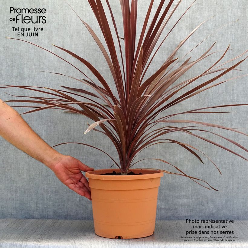 Exemplaar van Cordyline australis Red Star - Koolpalm Pot van 7,5 l/10 l zoals geleverd in de zomer