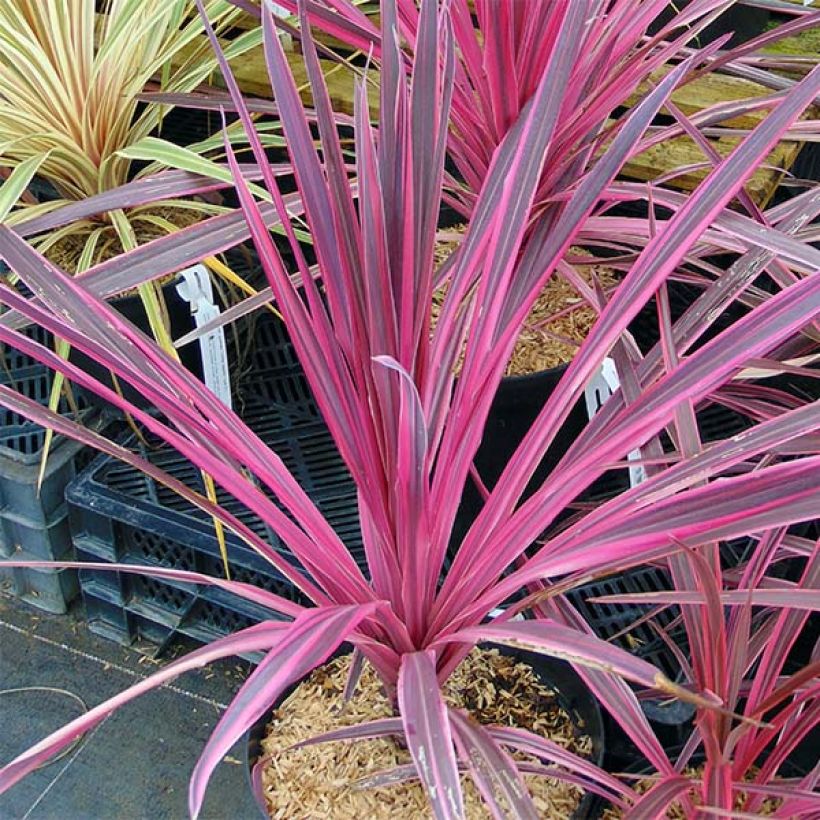 Cordyline australis Southern Splendour - Koolpalm (Groeiplaats)