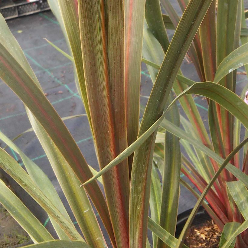 Cordyline australis Sundance - Koolpalm (Blad)
