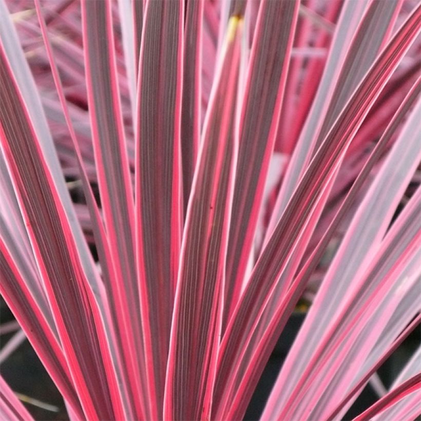 Cordyline australis Sunrise - Koolpalm (Blad)