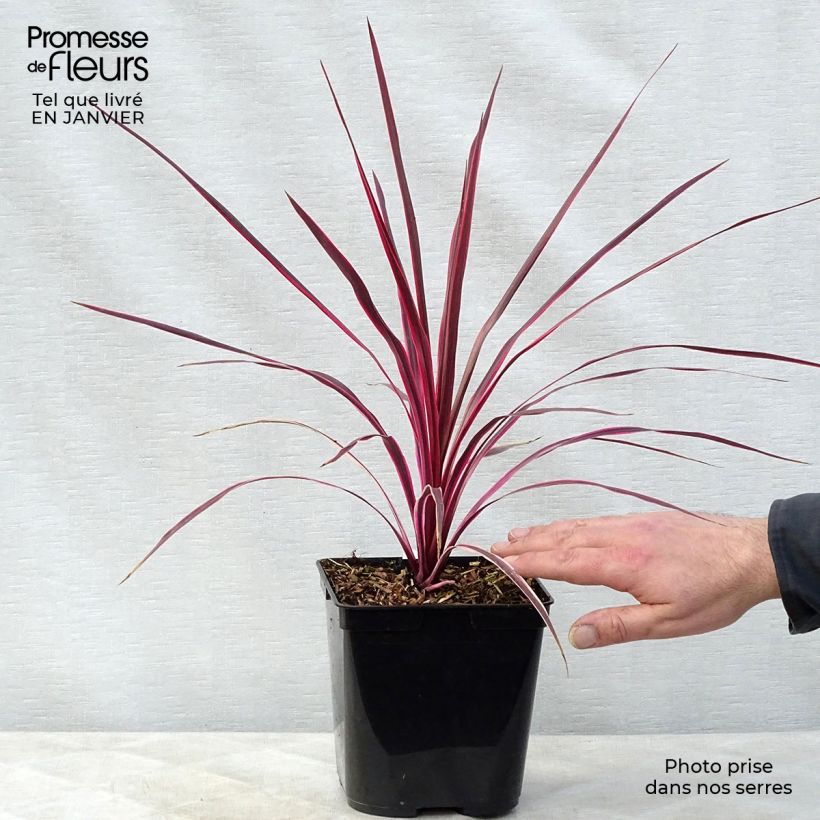 Exemplaar van Cordyline australis Sunrise - Koolpalm Pot van 3 l/4 l zoals geleverd in de winter