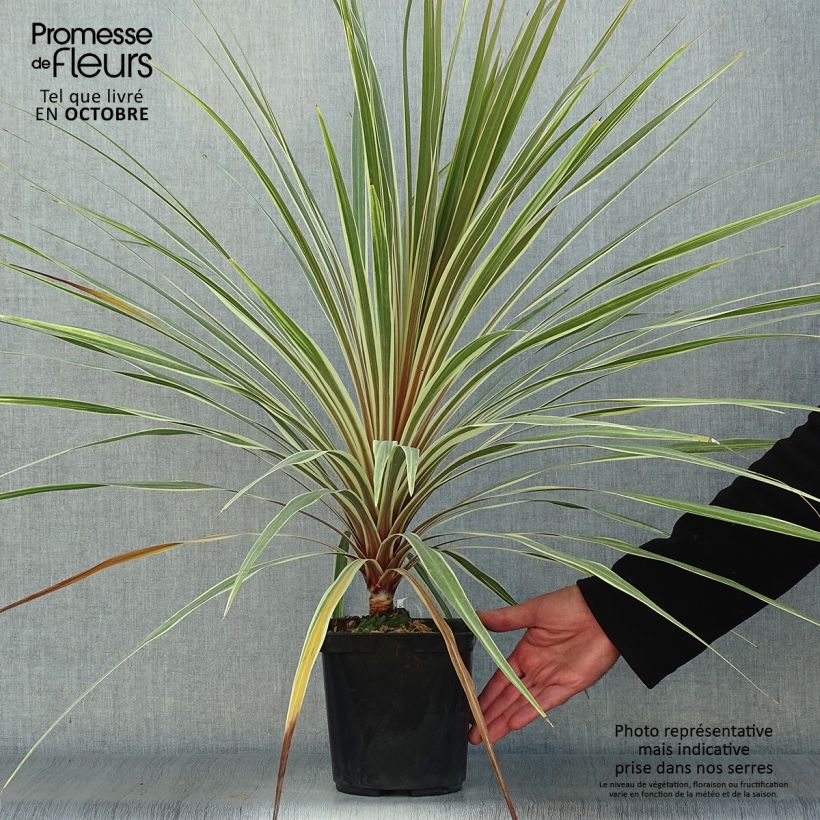 Exemplaar van Cordyline australis Torbay Dazzler - Koolpalm Pot van 2 l/3 l zoals geleverd in de herfst