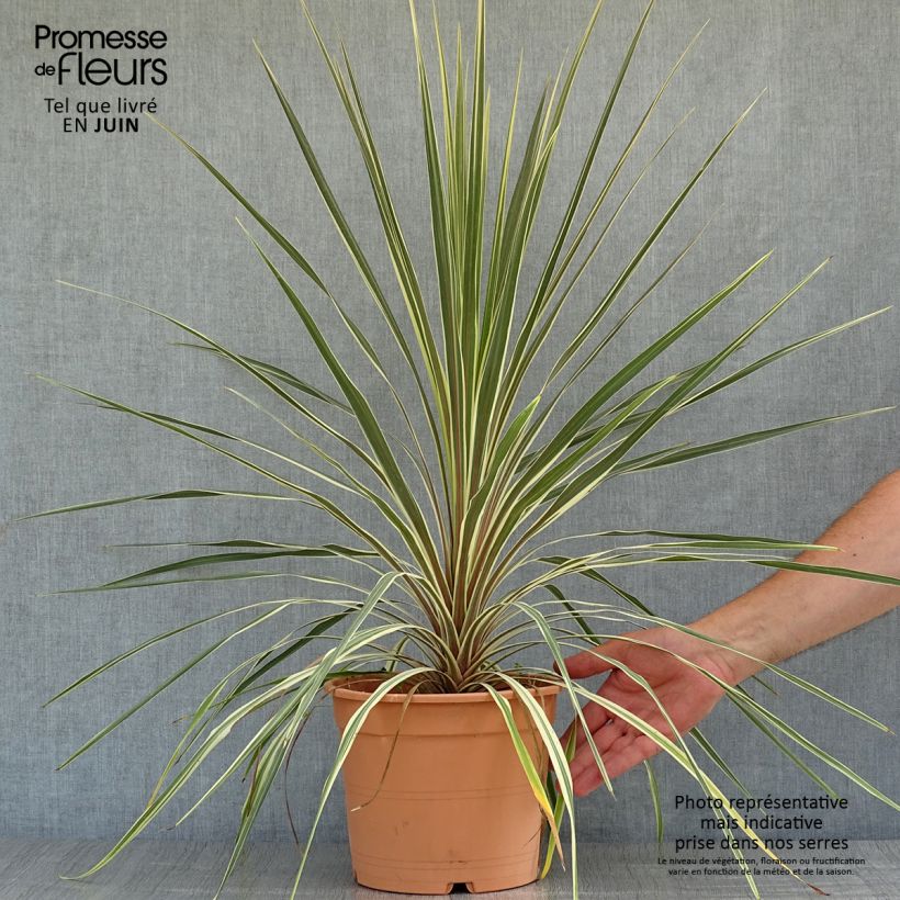 Exemplaar van Cordyline australis Torbay Dazzler - Koolpalm Pot van 4 l/5 l zoals geleverd in de zomer