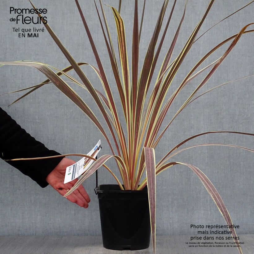 Exemplaar van Cordyline banksii Electric Flash - Koolpalm Pot van 3 l/4 l zoals geleverd in de lente