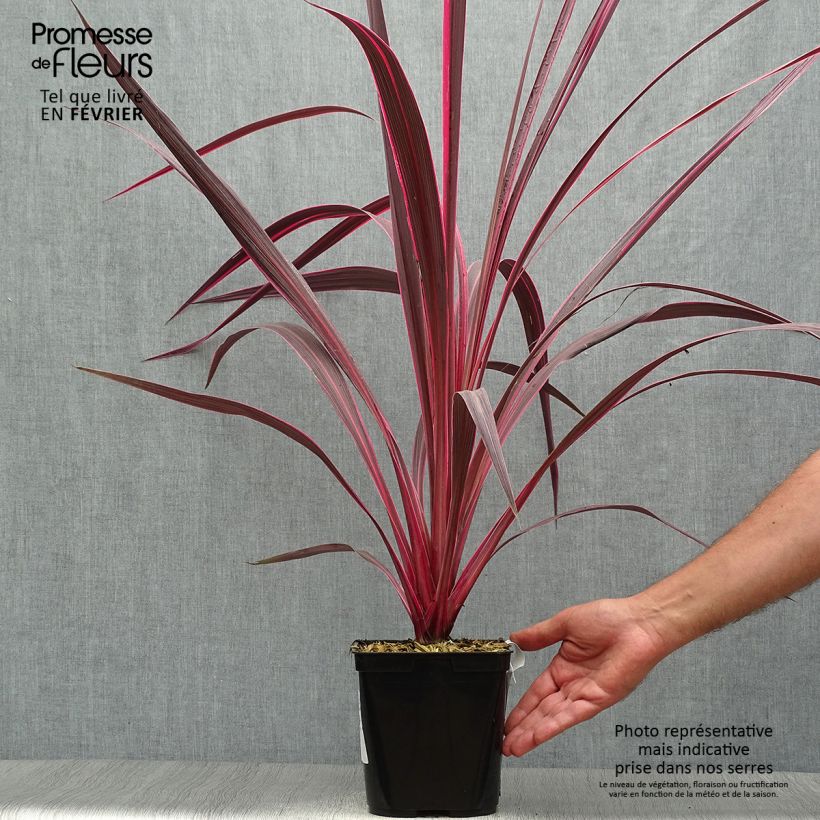 Exemplaar van Cordyline banksii Electric Pink - Koolpalm Pot van 3 l/4 l zoals geleverd in de herfst