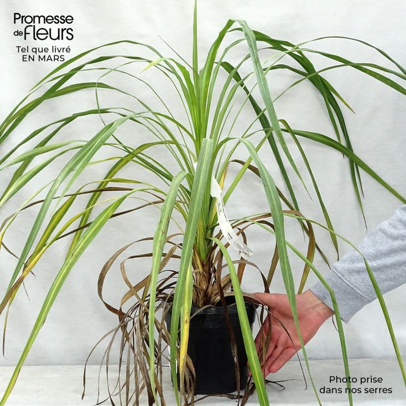 Exemplaar van Cordyline indivisa Pot van 3 l/4 l zoals geleverd in de lente