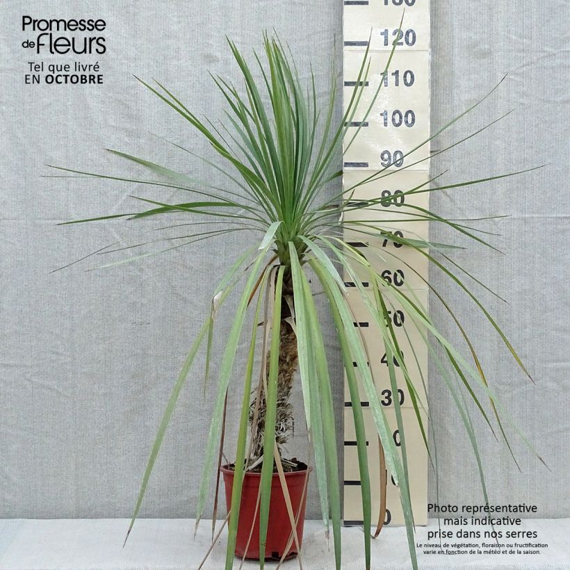 Exemplaar van Cordyline indivisa Pot van 3 l/4 l zoals geleverd in de herfst
