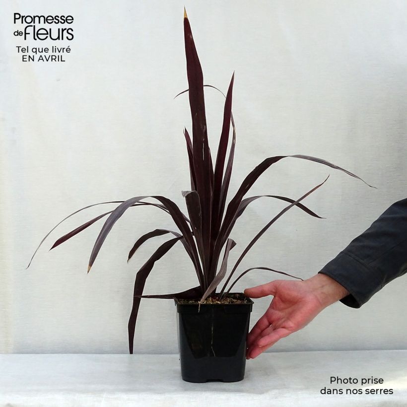 Exemplaar van Cordyline obtecta Superstar - Koolpalm Pot van 3 l/4 l zoals geleverd in de lente