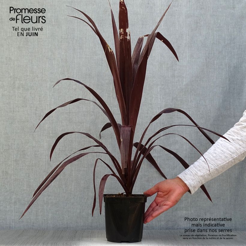 Exemplaar van Cordyline obtecta Superstar - Koolpalm Pot van 3 l/4 l zoals geleverd in de zomer